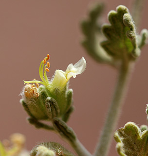 הר יהושפט, 6-2017. צילום: © איתן שפירא