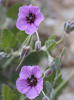 בסביבת אילת, 1-2013. צילום: © ערגה אלוני