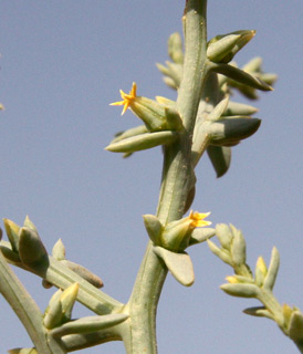 בקעת עובדה, 1-2013. צילום: ערגה אלוני