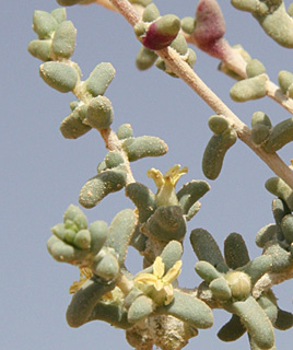 בקעת עובדה, 1-2013. צילום: © ערגה אלוני