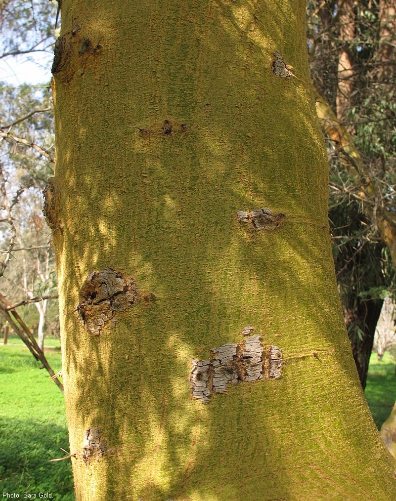 הגזע צהוב. צילום: שרה גולד
