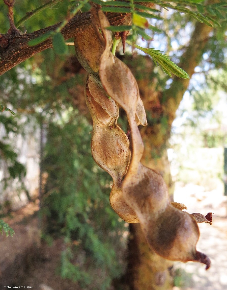 פירות. צילום: עמרם אשל