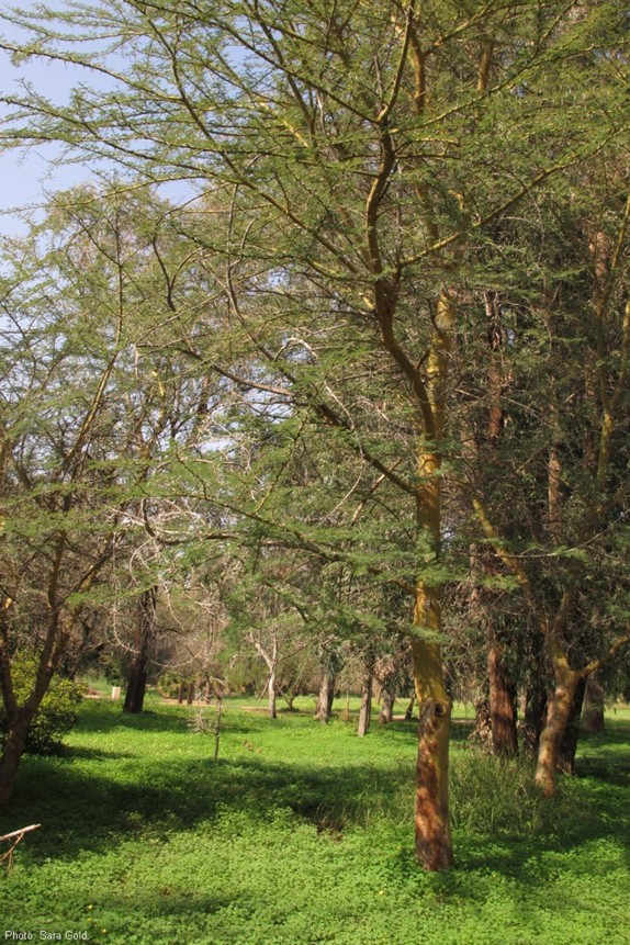 עצים צעירים. צילום: שרה גולד