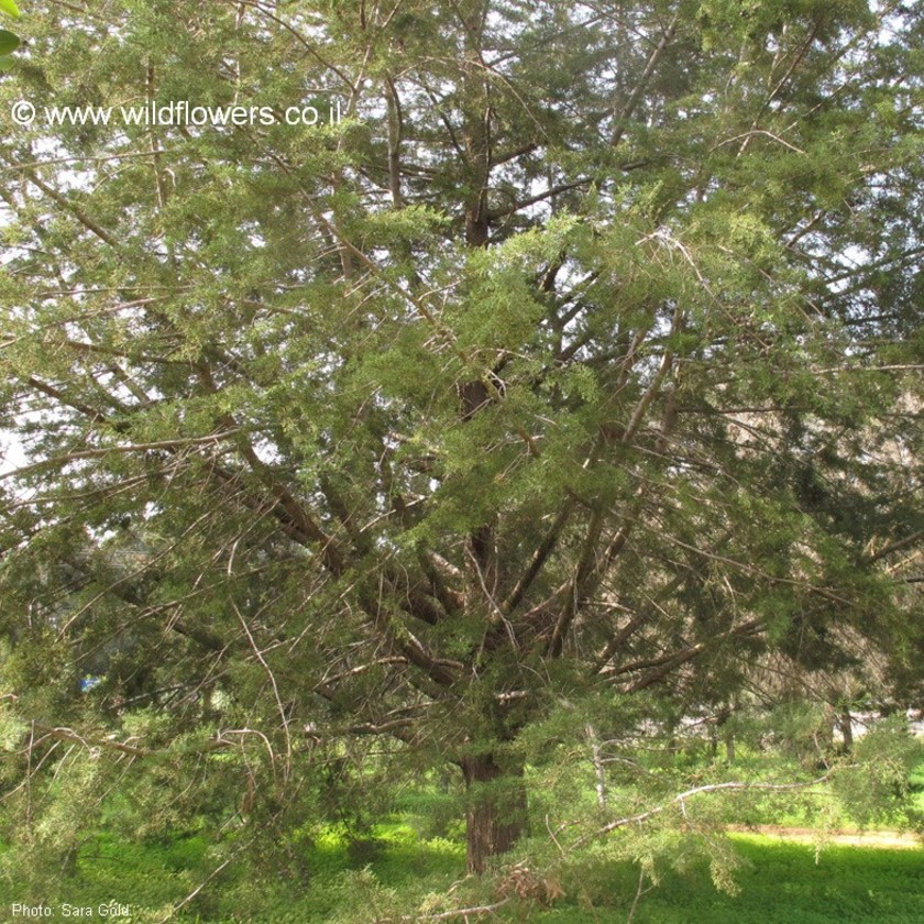 מראה כללי של עץ צעיר. צילום: שרה גולד