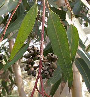 יער אילנות, 7-2-13. צילום: © שרה גולד