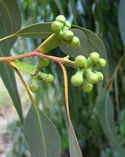 יער בן-שמן, 2-2013. צילום: © שרה גולד 