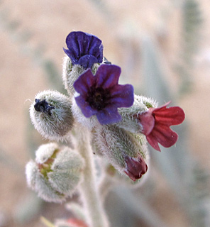 אילת, 2-2013. צילום: © עירית צוק קובצ'י
