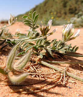 יוטבת, 3-2013. צילום: © מורי חן