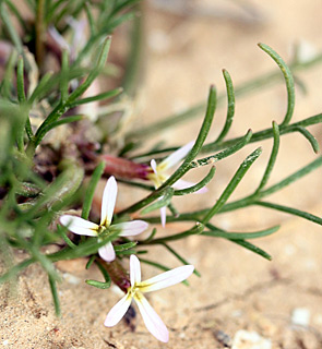 בורות לוץ, 3-2013. צילום: © ערגה אלוני