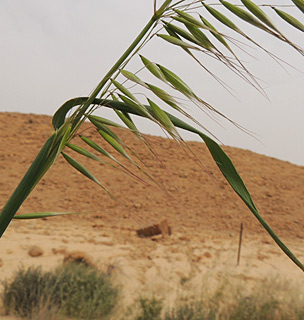 הרי אילת, 3-2013. צילום: © מורי חן