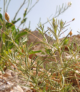 הרי אילת, 3-2013, צילום: © מורי חן