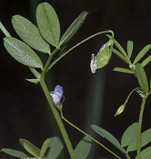 מצפה הילה, 3-2013. צילום: © יהודה מרטה