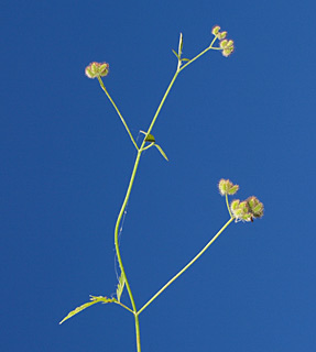 כרמל, 3-2013. צילום: © דרור מלמד