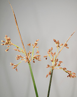 נחל נעמן, 29-3-2013. צילום: © דרור מלמד