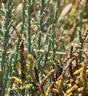 בריכות המלח עתלית , 8-2017. צילום: © איתן שפירא 