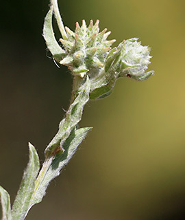 חורשת הסרג'נטים נתניה, 4-2017. צילום: © שרה גולד