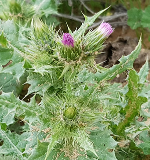 חולות שונרא, 3-2020. צילום: © איתן שפירא