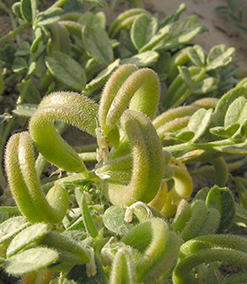 ליד אילת, 4-2006. צילום: © מורי חן