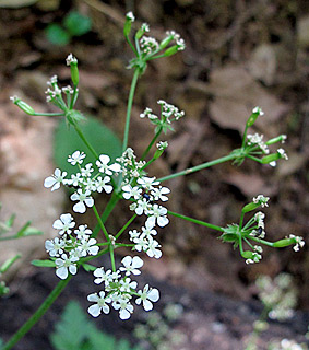 בניאס, 4-2013. צילום: © שרה גולד