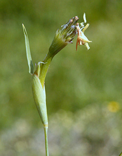  נבי חזורי, 4-2013, צילום: © ערגה אלוני