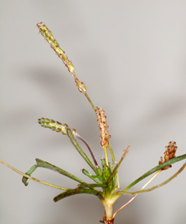 חולות נחל סכר, 4-2014. צילום: © דרור מלמד