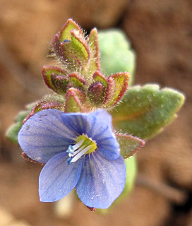 חרמון, 4-2013. צילום: © עירית צוק קובצ'י