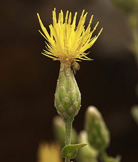 הר עמשא, 5-2016. צילום: © אלי ליבנה