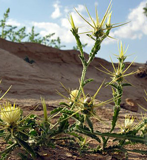 ליד אילת. צילום: © מורי חן