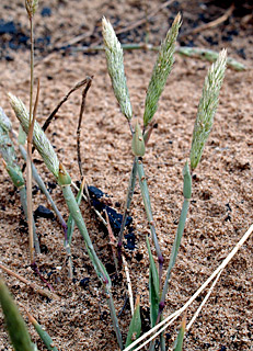 4-2013. צילום: © דרור מלמד