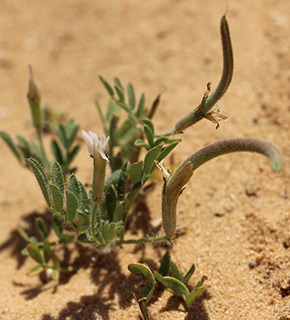 חולות שונרא, 3-2019. צילום: © איתן שפירא