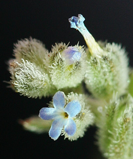 חרמון, 4-2013. צילום: © אלי ליבנה