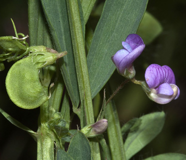 לרגלי הר בנטל, 16-5-2013. צילום: © יהודה מרטה