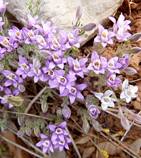 חרמון, 5-2013. צילום: © עירית צוק קובצ'י