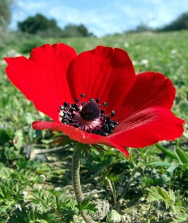 כלנית מצויה, צילום: © שרה גולד  