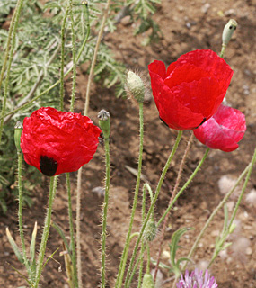 רמת הגולן, 5-2013. צילום: © אלי ליבנה