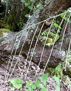 יער אודם בג'ובה, 5-2013. צילום: © עירית צוק קובצ'י