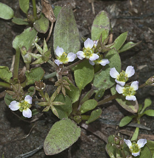 גולן, בשולי הכפר הנטוש צורימן, 5-2013. צילום: © יהודה מרטה