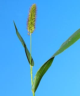 ניר עציון, 6-2-13. צילום: © דרור מלמד