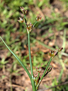 בריכת סמר ליד חדרה, 6-2013. צילום: © דרור מלמד