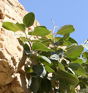 עין גדי. צילום: © ערגה אלוני