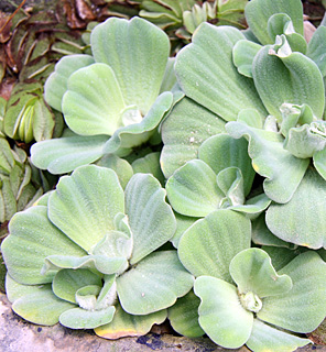 משתלה בשרון, 7-13. צילום: © ערגה אלוני