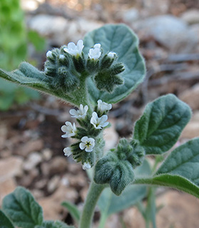 מצפה נטופה, 7-2013. צילום: © יובל עברון