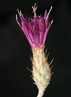 נחל אשחרים למרגלות הר חריף, 7-2013. צילום: © אלי ליבנה