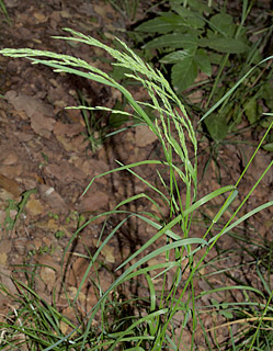 יער אודם, 4-2014. צילום: © דרור מלמד