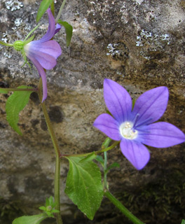 גליל מערבי, 4-2010. צילום: © עירית צוק קובצ'י
