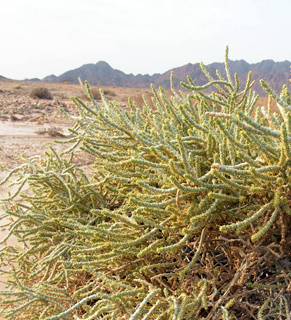 תמנע. צילום: © מורי חן