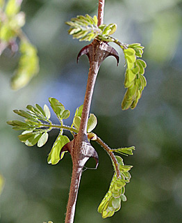 אילנות, 4-2014, צילום: © שרה גולד