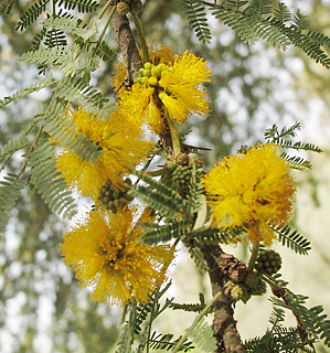 אילנות, 3-3-2014, צילום: © שרה גולד