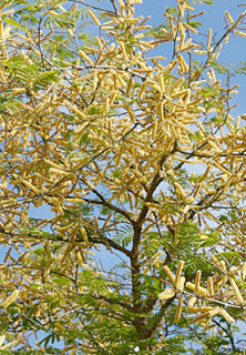 גילת, 5-2014, צילום: © פבלו צ'רקסקי