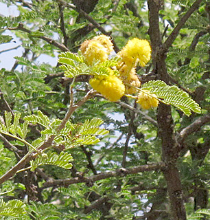 אילנות , 5-2014, צילום: © שרה גולד